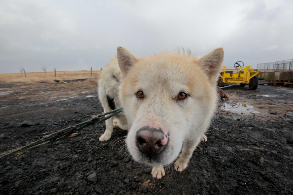 Icelandair To Stop Transporting Dogs On Passenger Flights