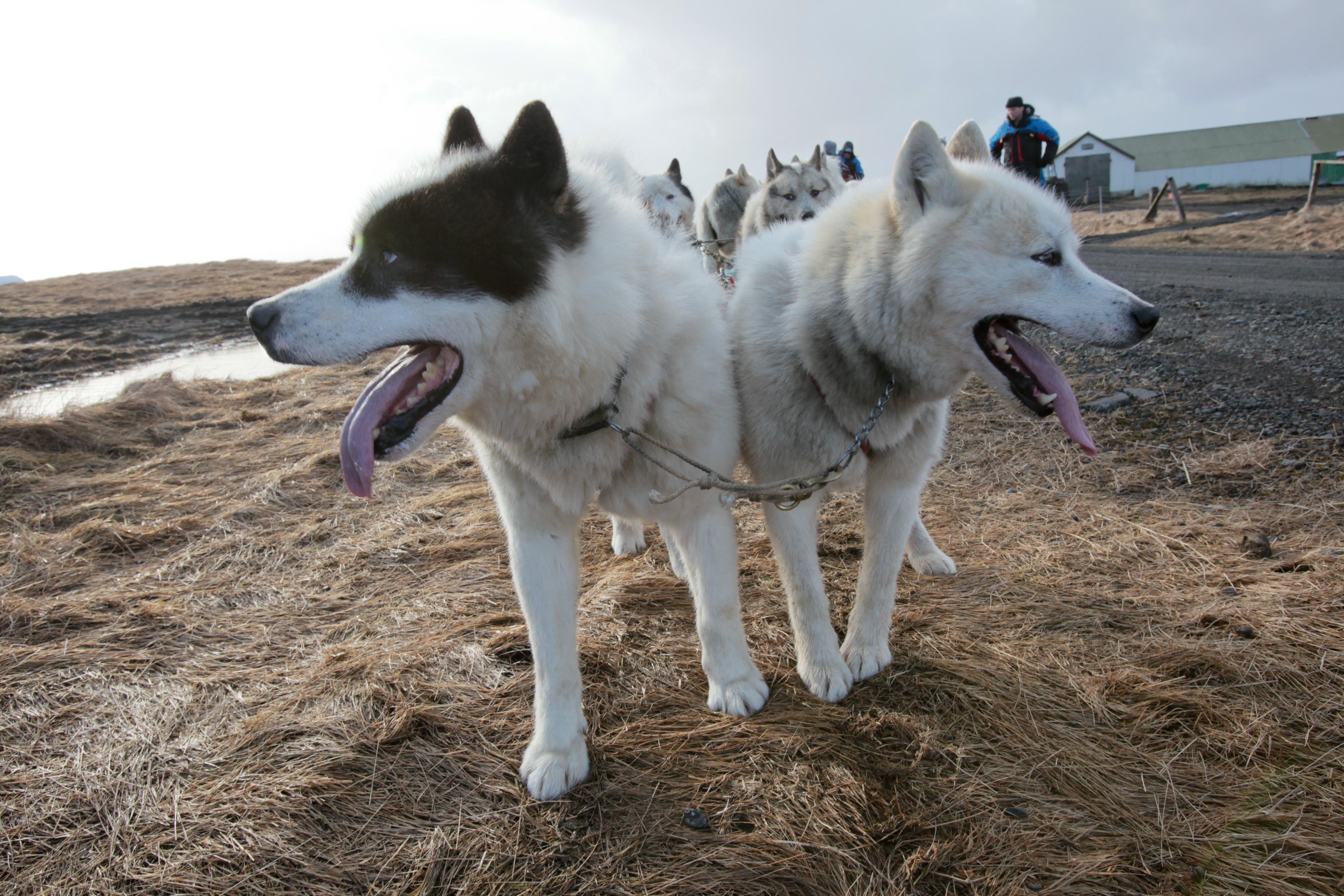 No Replacement For Deceased Drug Detection Dog 