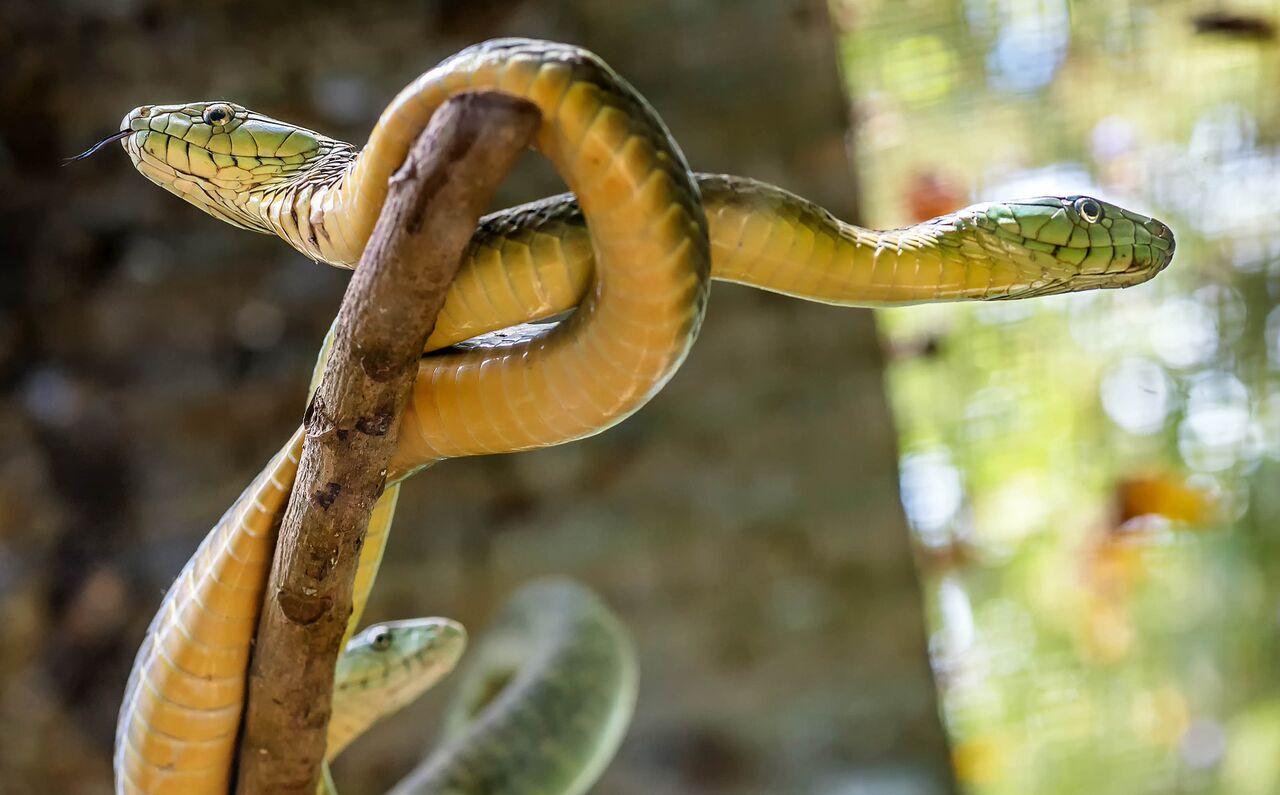 Ask An Expert: Can I Have A Pet Snake?