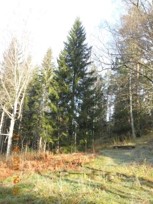 Iceland’s Next Christmas Tree Found