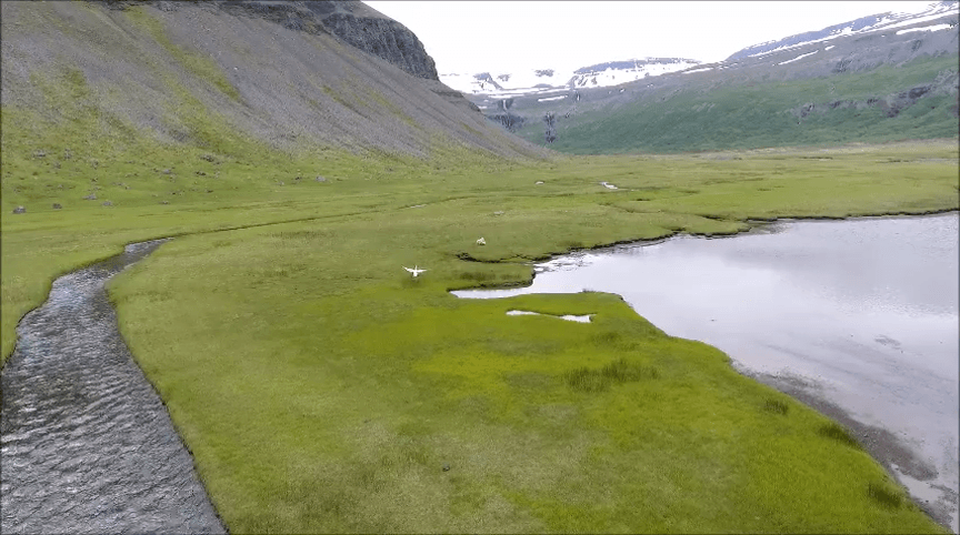 Swan Attacks Sheep – VIDEO