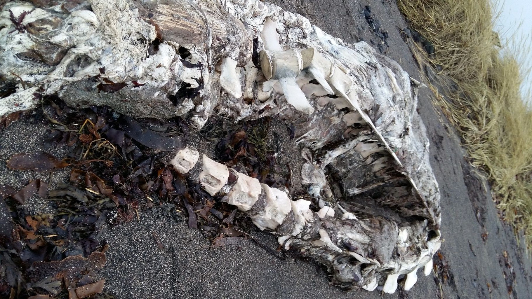 Tourist Stumbles On Whale Skeleton