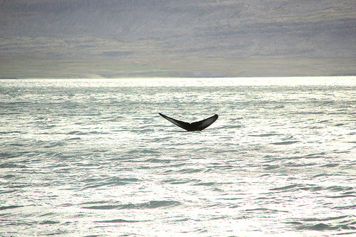 Tangled Whale May Not Get Help