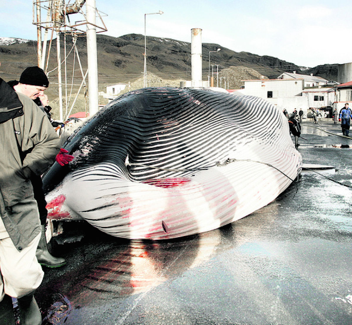 Ship Bearing Fin Whale Meat Leaves Icelandic Harbour