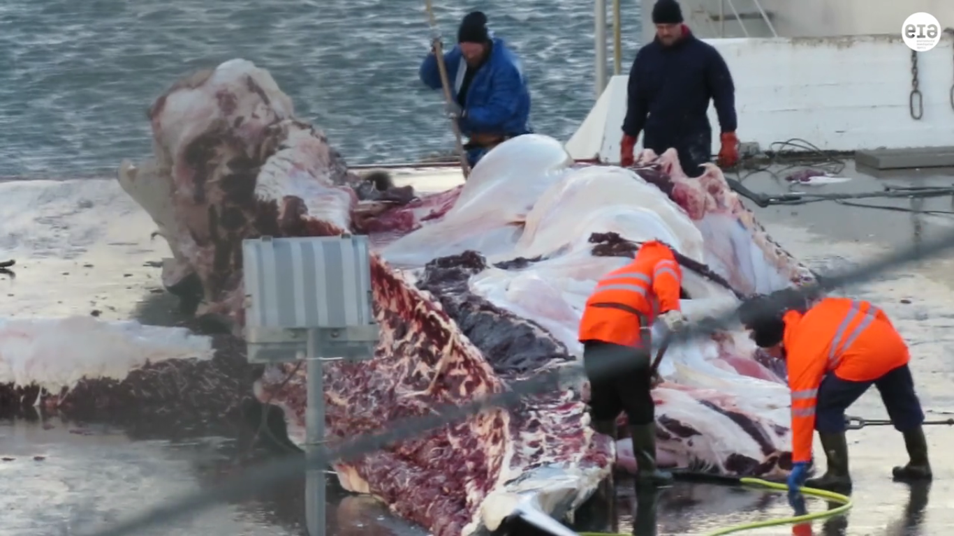 Fishing Ministry Silent On Fin Whale Hunting Moratorium