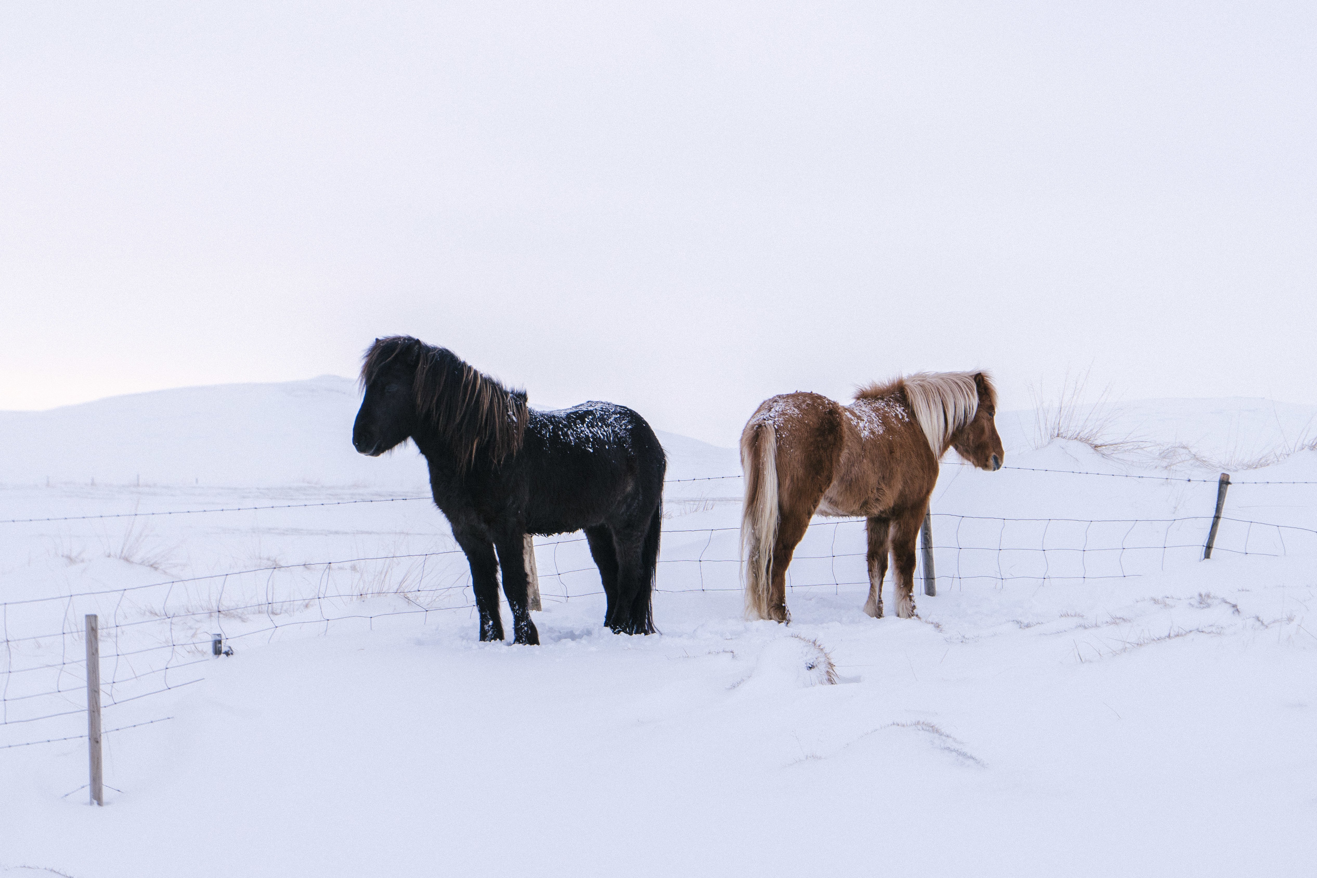 More Than 100 Horses Dead in December Storm Aftermath